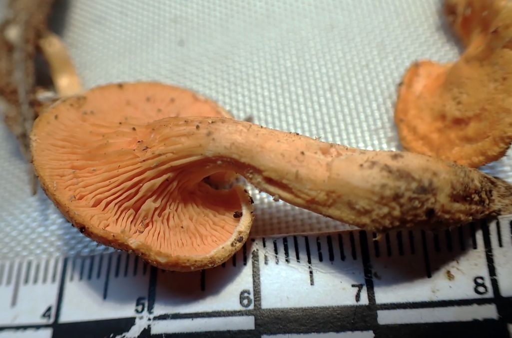 Фальшывыя лісічкі. Фота: cromushrooms.eu
