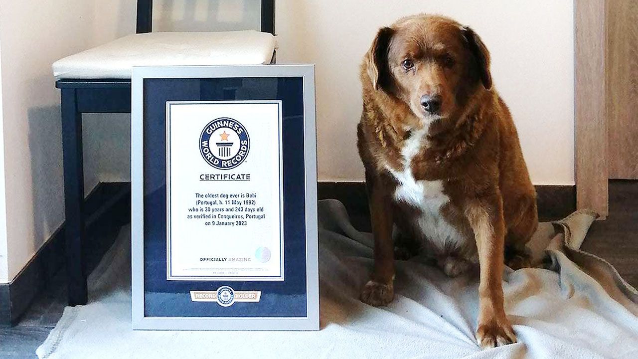 Pupil o imieniu Bobi jest najstarszym obecnie żyjącym psem na świecie (fot. GUINNESS WORLD RECORDS)