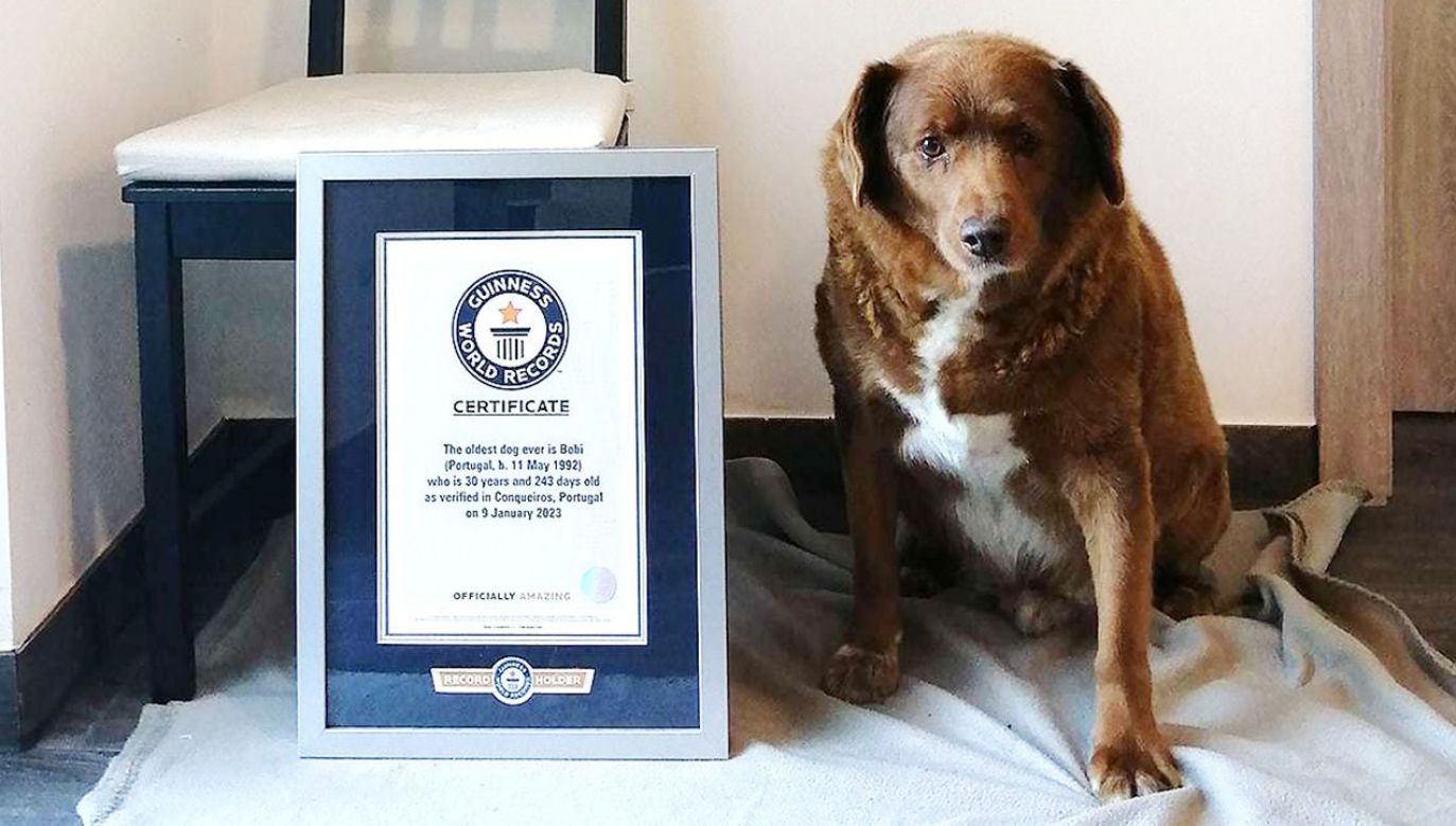 Pupil o imieniu Bobi jest najstarszym obecnie żyjącym psem na świecie (fot. GUINNESS WORLD RECORDS)