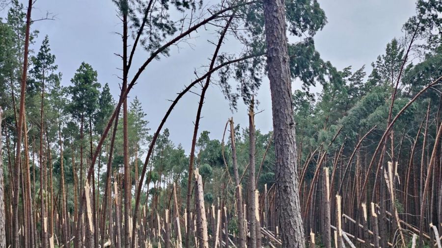 Nawałnica w powiecie pilskim - trąba wycięła drzewa w lesie (fot. Regionalna Dyrekcja Lasów Państwowych w Pile, Lasy Państwowe)
