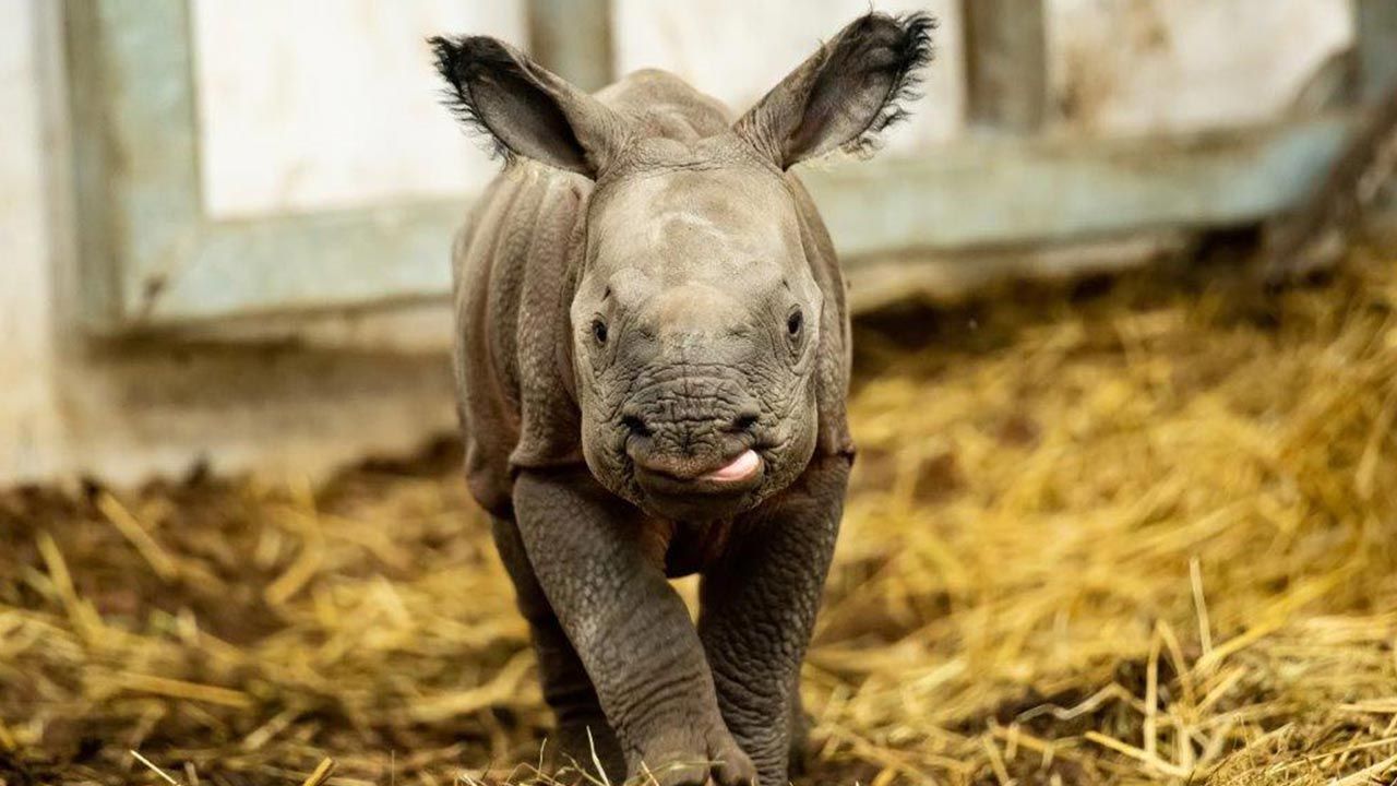 Samiczka nosorożca nazywa się Kiran (fot. ZOO Wrocław) Samiczka nosorożca nazywa się Kiran (fot. ZOO Wrocław)