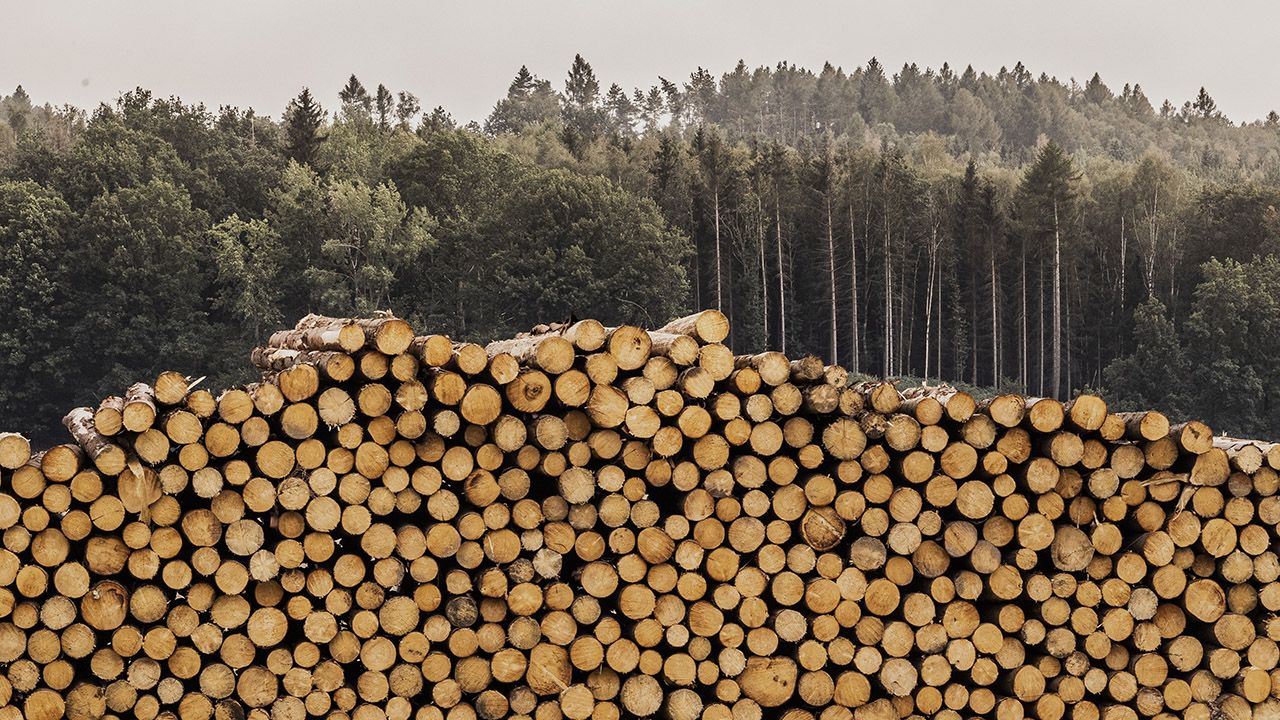 Stan niemieckich lasów się pogarsza (fot. F.Gaertner/Photothek/Getty)