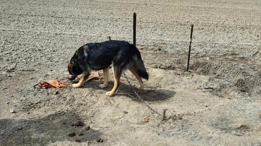 pies na polu Kalisz, Biuro Schroniska dla Bezdomnych Zwierząt przy Urzędzie Miasta Kalisza  (fot. FB/Biuro Schroniska dla Bezdomnych Zwierząt - Urząd Miasta Kalisza)