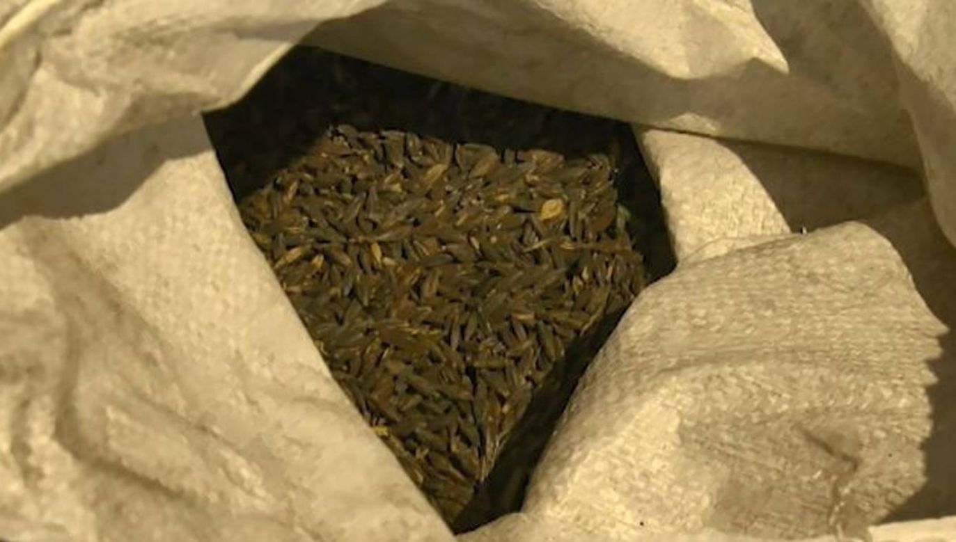 Bydgoscy naukowcy odtworzyli i upowszechnili dawne odmiany pszenic (fot. TVP3 Bydgoszcz)