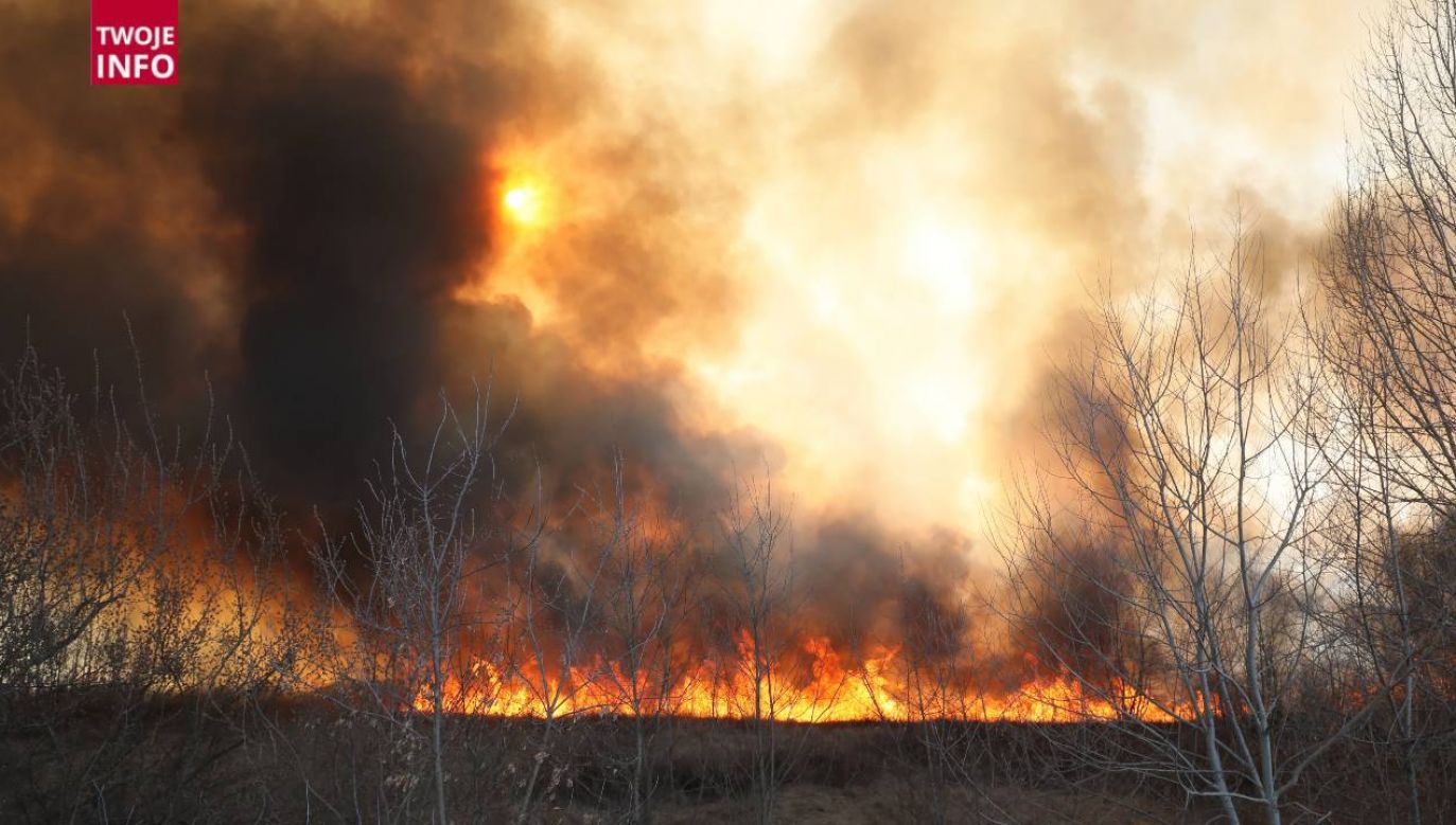 Ogień objął znaczny obszar traw (fot. PAP/Paweł Supernak)