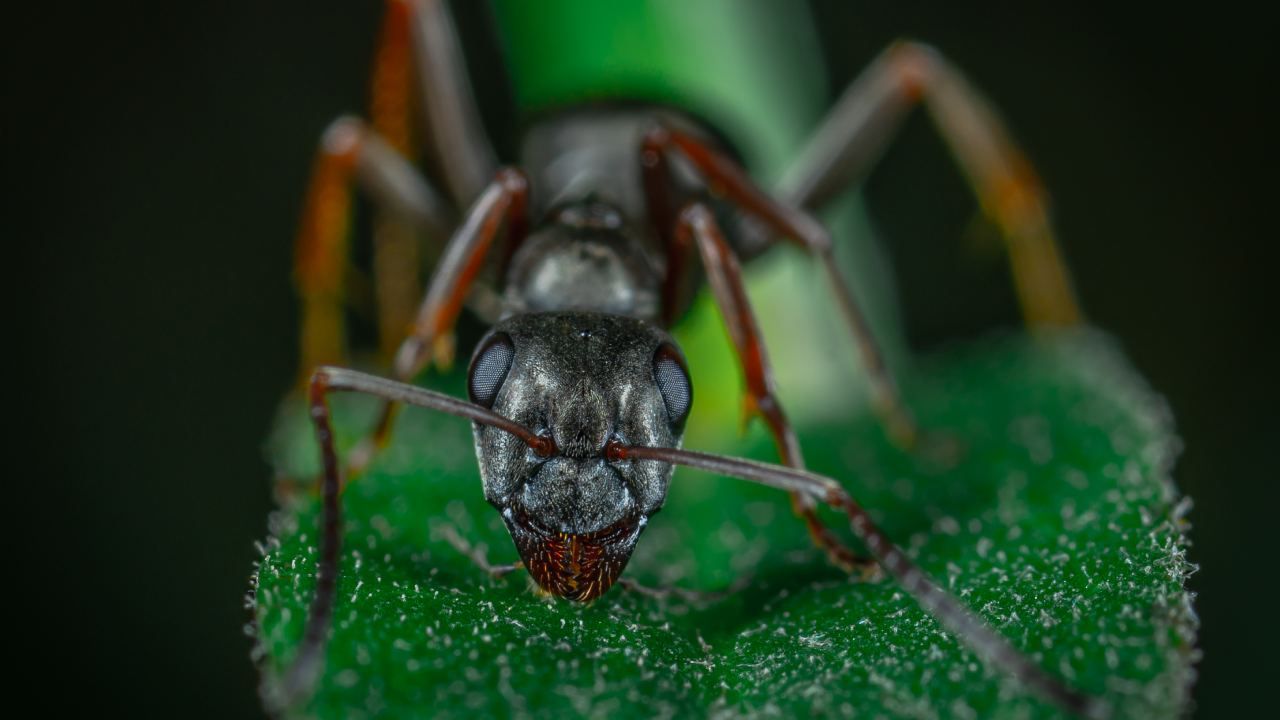 Mrówki bardzo szybko się uczą (fot. Pexels)