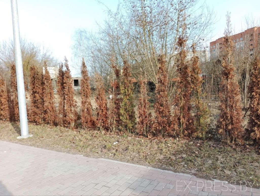 Загінулыя туі на вуліцы Гагарына ў Барысаве ў лютым 2024 года. (Фота: ex-press.live)