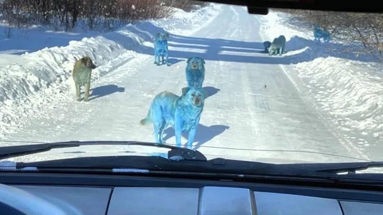 Niebieskie psy na drodze (fot. vk.com/Aleksej Ganin)