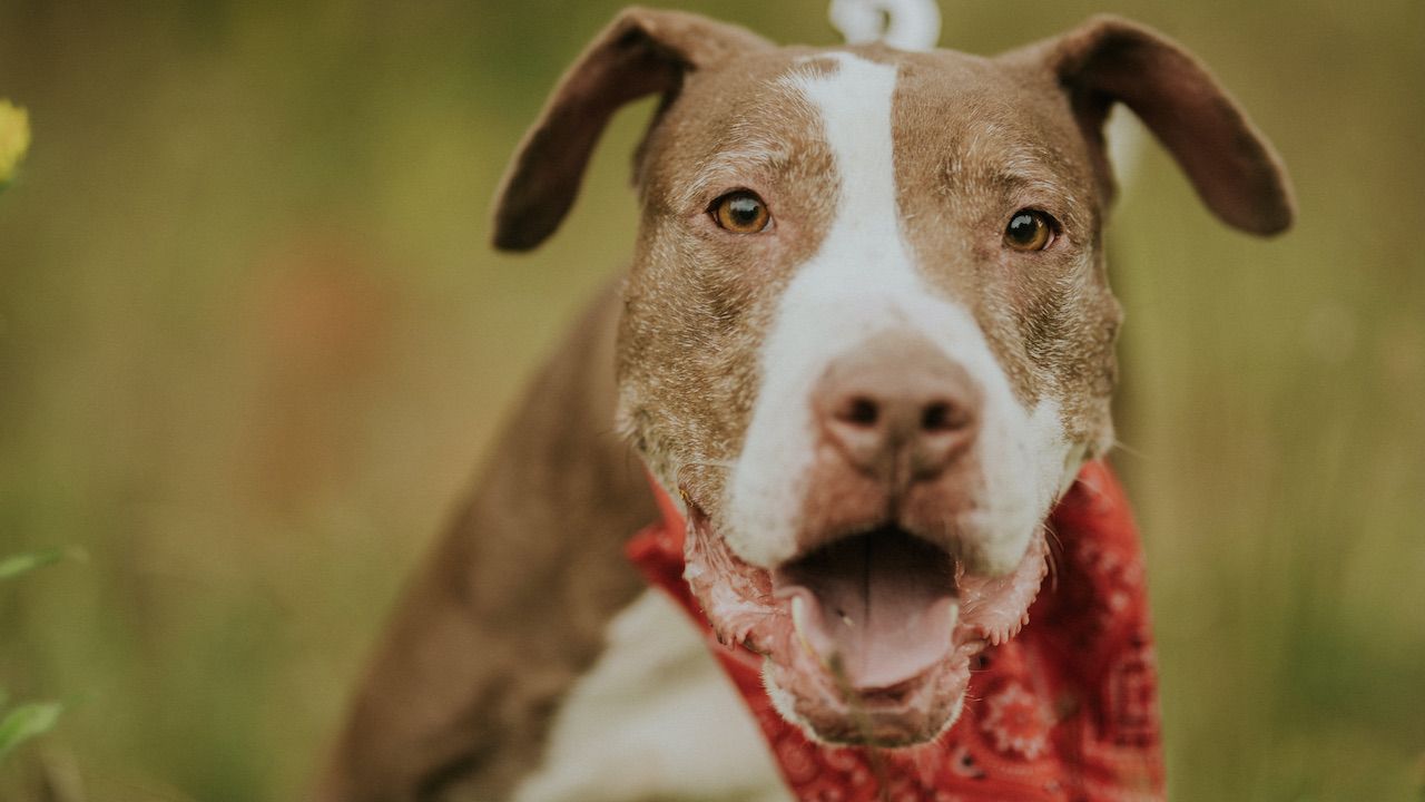 Amstaff pogryżł 3,5-letnią dziewczynkę w Lubuskim (fot. Shutterstock/Monika Chodak) Amstaff pogryżł 3,5-letnią dziewczynkę w Lubuskim (fot. Shutterstock/Monika Chodak)