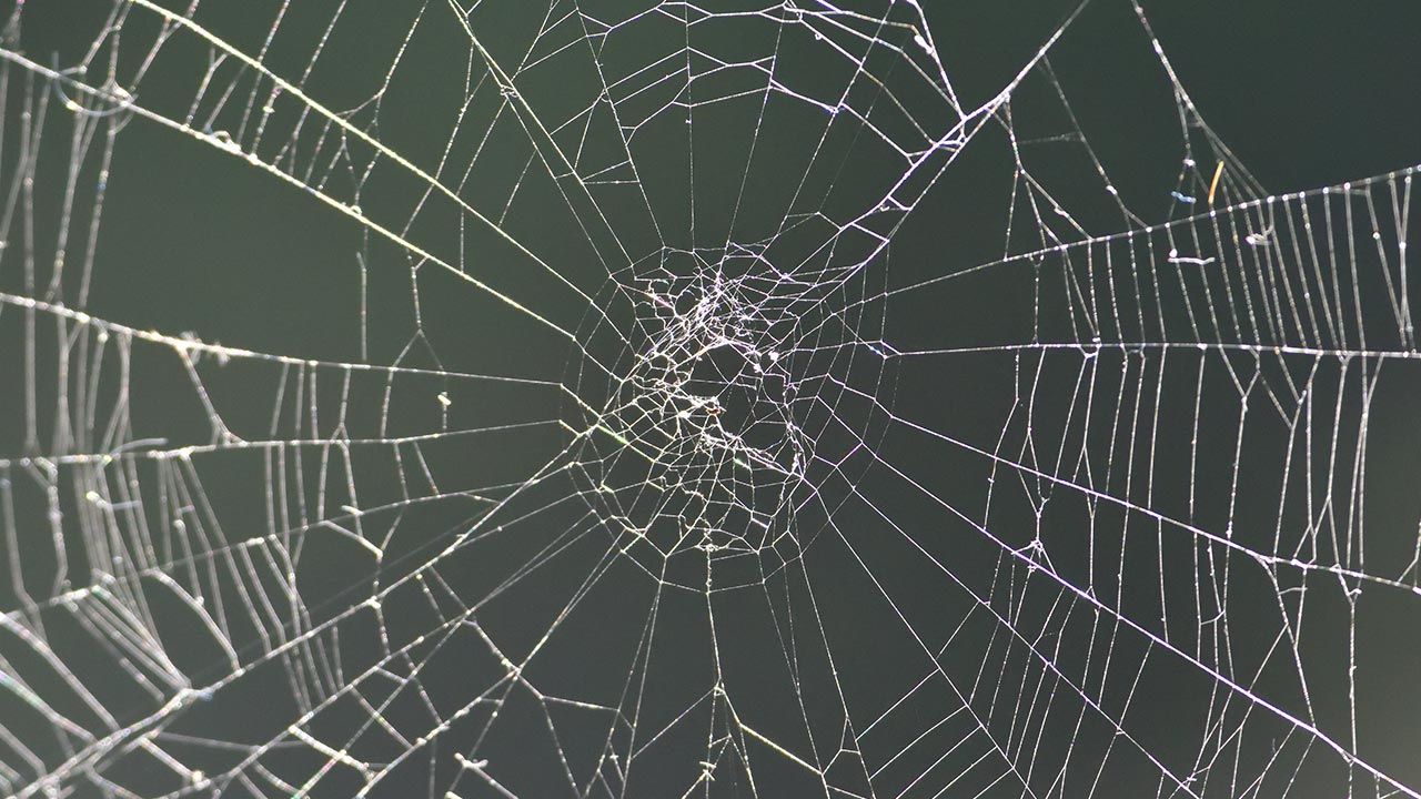 Pajęczy jedwab zawsze był podziwiany i ma niemal mityczny status (fot. Shutterstock) Pajęczy jedwab zawsze był podziwiany i ma niemal mityczny status (fot. Shutterstock)