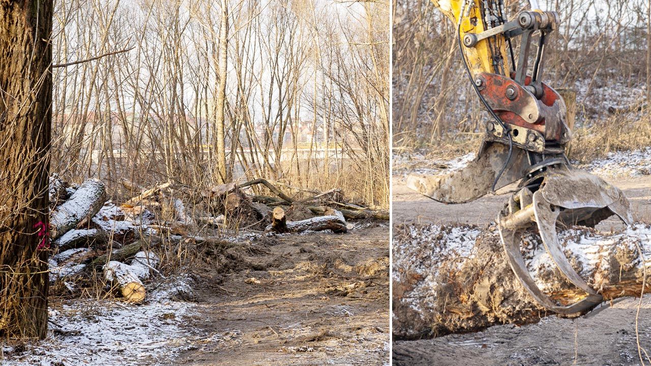 Spór o wycinkę drzew przy budowie kładki w Warszawie. praski radny Grzegorz  Walkiewicz twierdzi, że ZDM usunął ich więcej niż mu było wolno 